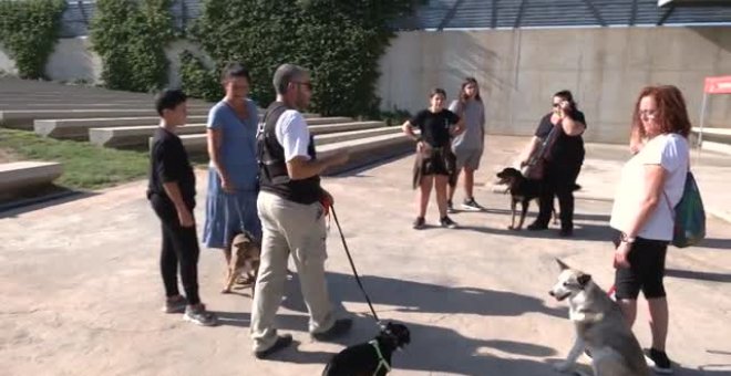 Murcia organiza un taller para mejorar la conducta canina