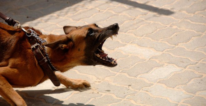 Denunciados los dueños de perros de raza peligrosa por mordeduras a gente