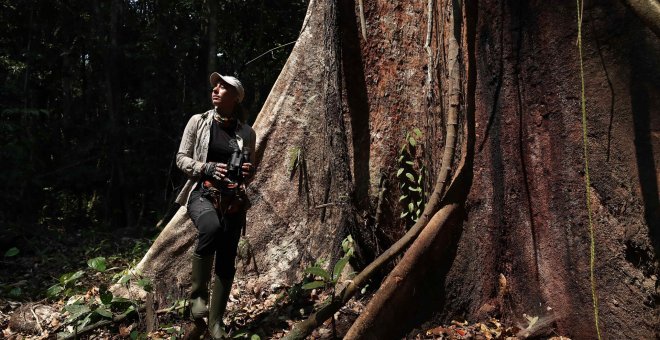Shihuahuaco, el árbol milenario de la Amazonía al borde de la extinción