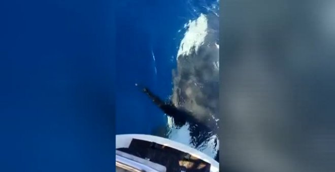 Nuevo ataque de orcas a un velero en aguas de Galicia