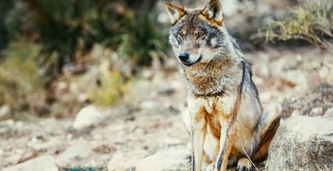 La Justicia emplaza al Gobierno cántabro a que motive las autorizaciones para la caza de lobos
