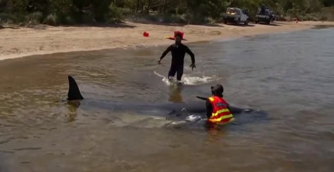 Varamiento masivo en Australia deja casi 200 ballenas muertas