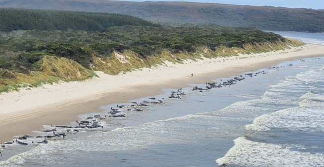 Unas 200 ballenas aparecen muertas en una bahía de Tasmania