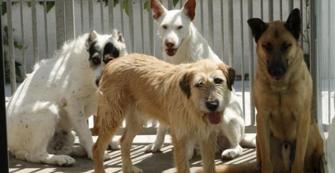 El nuevo convenio del Colegio de Veterinarios se aprueba este lunes