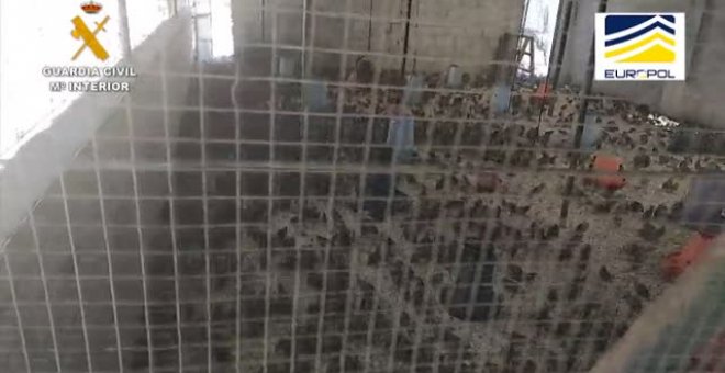 Detenidas 58 personas por utilizar codornices destinadas a la alimentación en cotos de caza