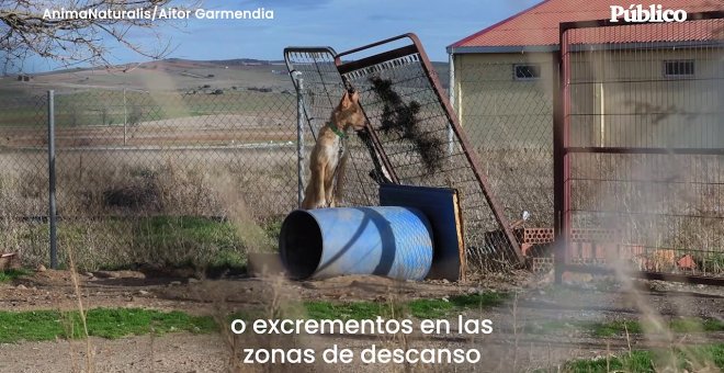 AnimaNaturalis expone la realidad de los perros destinados a la caza en España