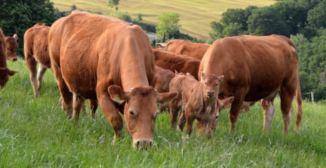 "Tenemos las mejores vacas de España gracias al esfuerzo de nuestros ganaderos"