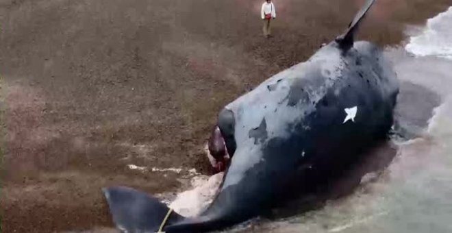 Preocupación en Argentina por la aparición de 13 ballenas muertas en la costa de la Patagonia
