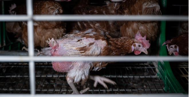 Equalia insta al Gobierno a sumarse a la prohibición de las jaulas en granjas en la Unión Europea a partir de 2027