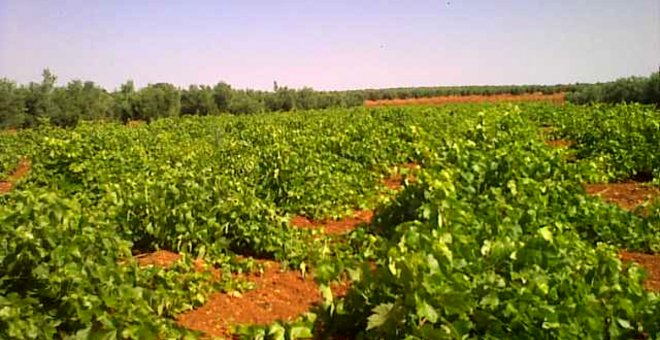 La campaña de la vendimia acaba en Castilla-La Mancha con un 10 por ciento menos de cosecha que el año pasado