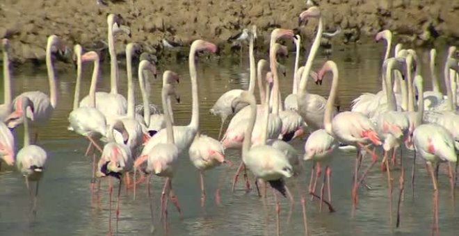 La sequía pone en peligro el ecosistema de Doñana