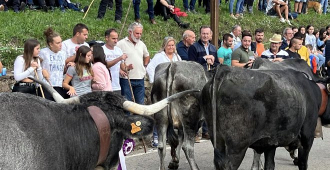 Más de 300 reses participan en la tradicional 'pasá' de Carmona