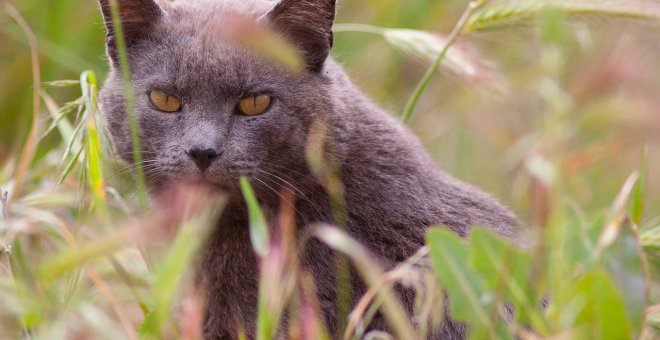 Otras miradas - Conservación de la biodiversidad: el gato como "chivo expiatorio"