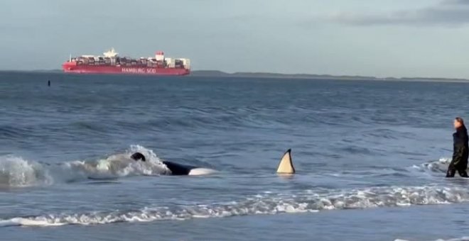 Una orca de dos toneladas muere varada en una playa en los Países Bajos