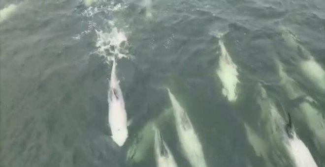 Medio centenar de delfines surca las aguas de Valparaíso en Chile