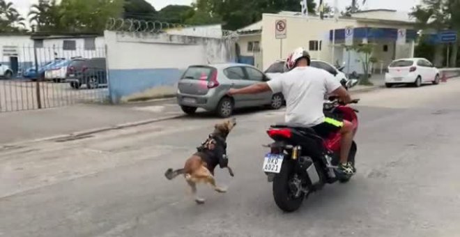 El cabo Oliveira: el perro policía más famoso de Río de Janeiro