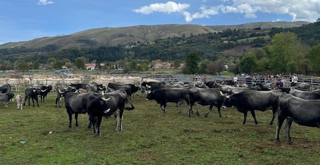La feria de Cabuérniga reúne a 1.258 animales de 45 ganaderías