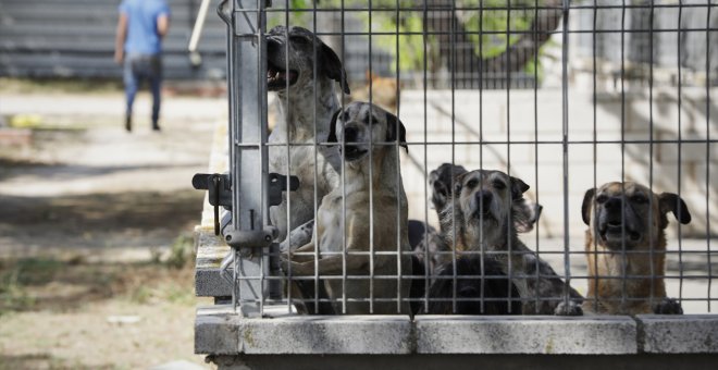 Detenida por presunto maltrato animal al dejar tres perros solos en una vivienda durante más de una semana