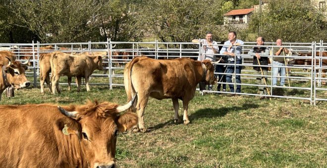 Más de 1.400 ejemplares de 37 ganaderías, en las ferias de Coo y Collado de Hoz