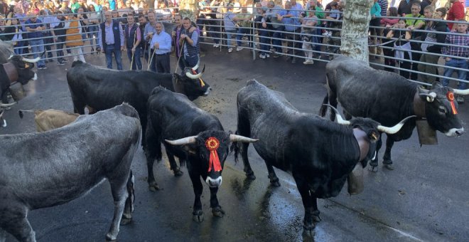 Regresa la Feria de Todos los Santos tras la pandemia con más de 600 cabezas de ganado