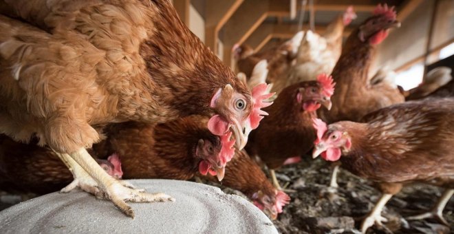 La OMS confirma un nuevo caso de gripe aviar en humanos relacionado con la granja de Guadalajara donde se detectó el primer foco