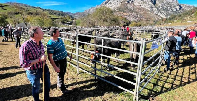 La feria de ganado de Lamasón reúne a más de 1.300 animales, la mayoría vacas tudancas
