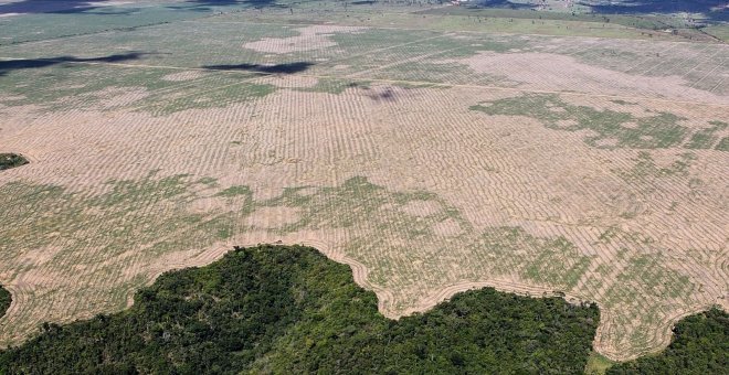 Las medidas de Lula logran frenar la deforestación del Amazonas