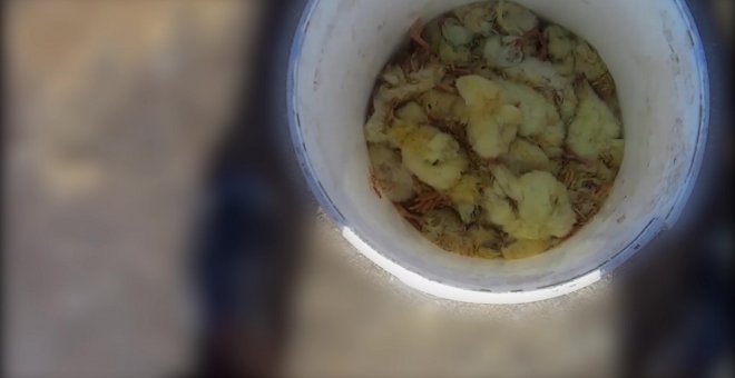 Denuncian por maltrato animal a dos macrogranjas vinculadas con empresas que suministran pollo a Lidl