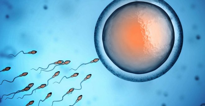 La concentración de esperma de los varones se ha reducido a la mitad en solo 50 años