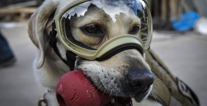 Fallece Frida, la perra de rescate de las catástrofes de Haití, Ecuador y México