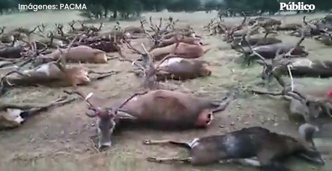 PACMA denuncia la matanza de miles de ciervos, gamos y corzos este fin de semana en Ciudad Real