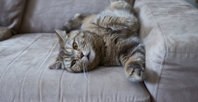 Prueba estos trucos para evitar que tu gato destroce el sofá