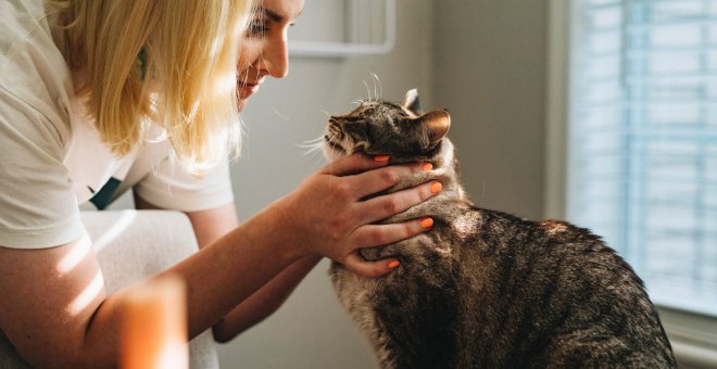 ¿Qué cuidados básicos y veterinarios necesita un gato?
