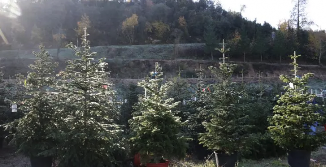 Els cultivadors d'arbres de Nadal augmenten un 12% les vendes en una campanya marcada per la sequera i la inflació