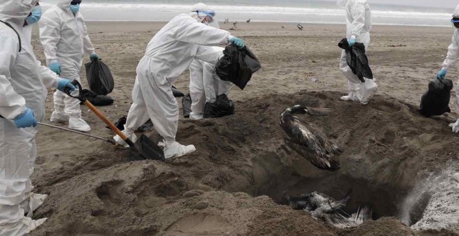 Alerta sanitaria en Perú por un brote de gripe aviar que ha provocado la muerte de 13.500 aves marinas