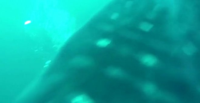 Rescate en Ceuta de un tiburón ballena