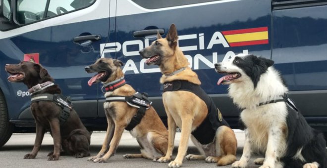 Los perros policía que patrullan Cantabria