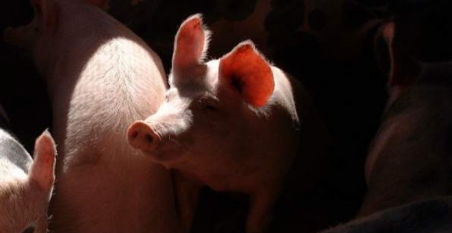 Cantabria pierde más de la mitad del ganado porcino en un año