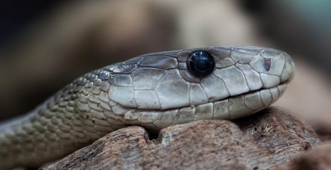 Descubren el clítoris de las serpientes y su peculiar forma