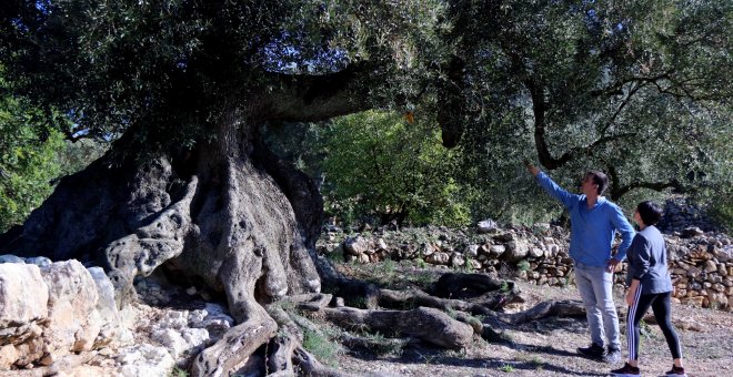 Pagesos i sindicats denuncien que la inacció del Govern posa en perill les oliveres mil·lenàries del Montsià