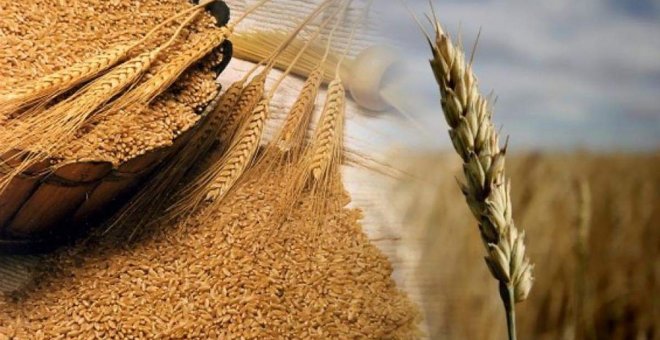 El mercado mundial del trigo y el pan nuestro de cada día