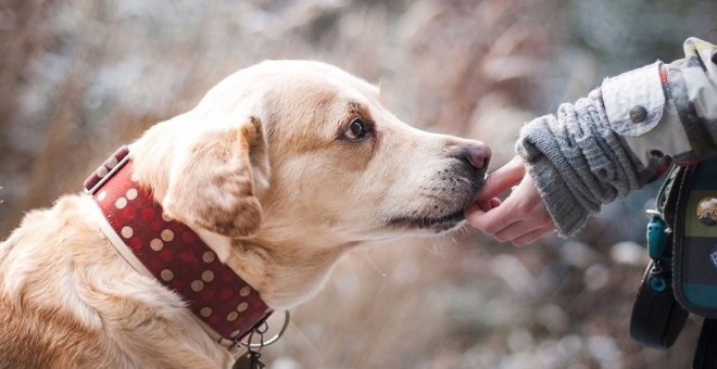 El ICASS saca a concurso un servicio de terapia asistida con perros para los CAD de Santander y Sierrallana