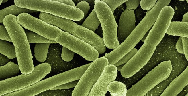 Bacterias que juegan al tres en raya y leen morse