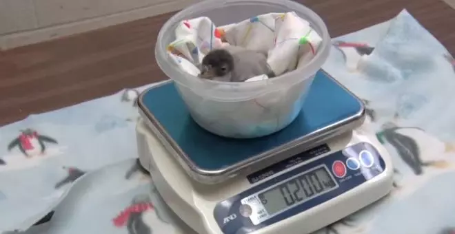 Nace un pingüino papúa en el zoo de Milwaukee