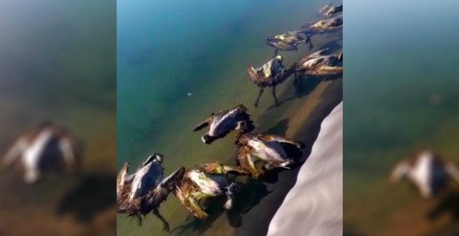 Más de una veintena de cadáveres de grullas flotando: la balsa contra incendios de Traíd, una trampa mortal documentada
