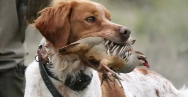 PACMA se concentrará en Santander contra la exclusión de los perros de caza de la Ley de Bienestar Animal