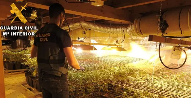Desmantelan una plantación de marihuana en el sótano de una casa alquilada de Ramales