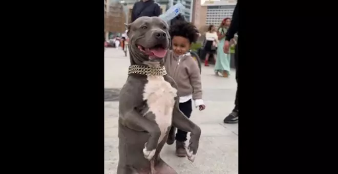 El vídeo que demuestra por qué hay que educar a los niños para que respeten a los animales