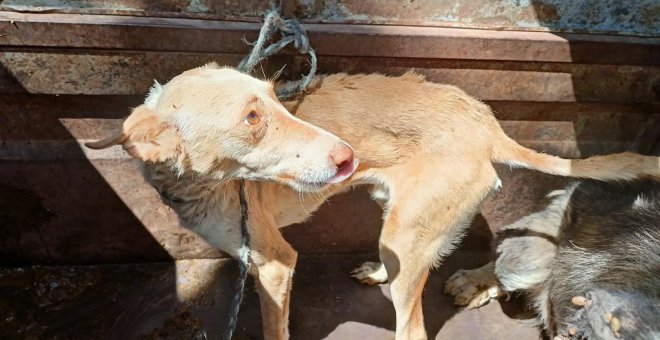 Así malviven los perros de caza abandonados