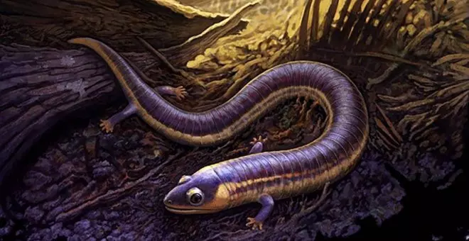 El fósil más antiguo de una cecilia aclara el origen de los anfibios actuales